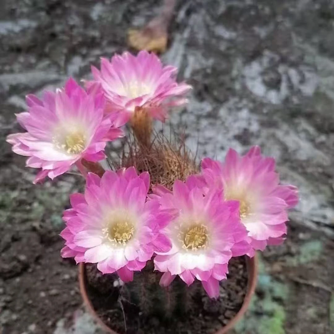 自根大白檀      仙人球漳州基地直发 新手好养