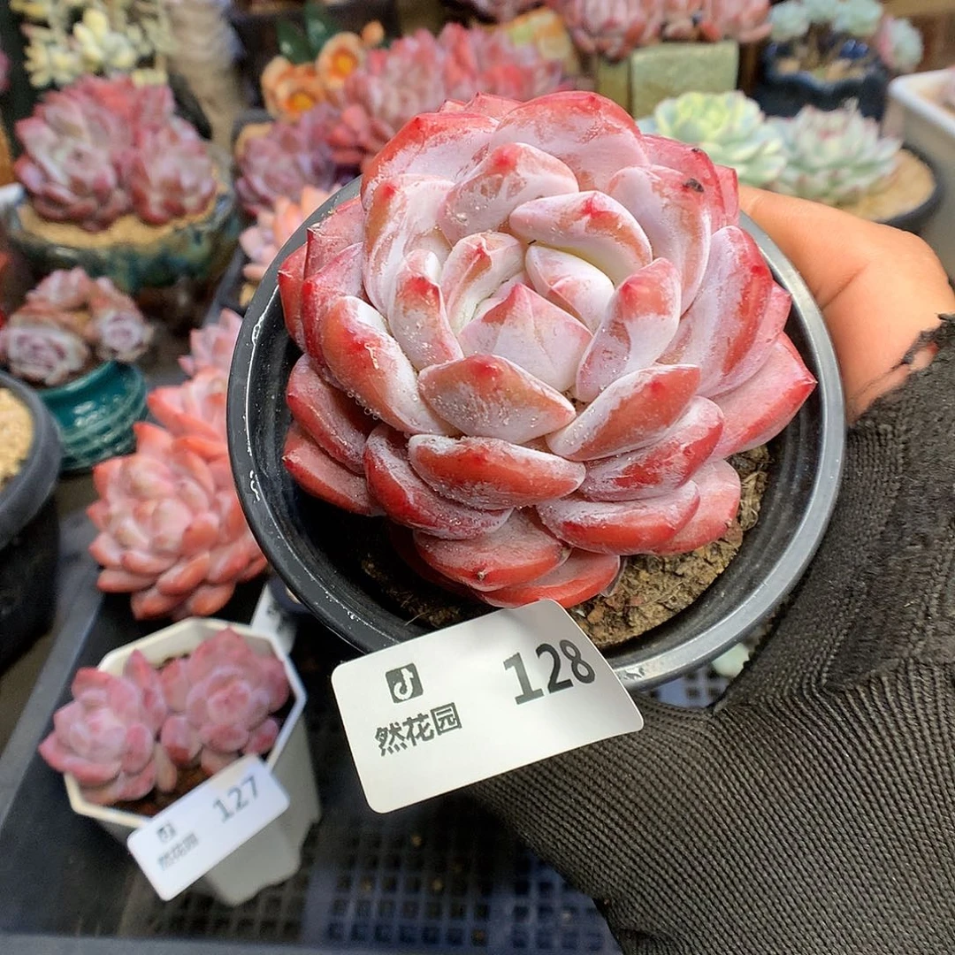 128粉星影多肉植物6663