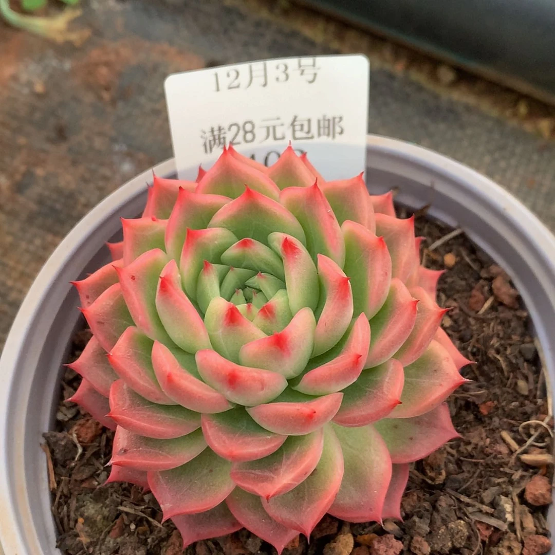 【闪购商品】云402号