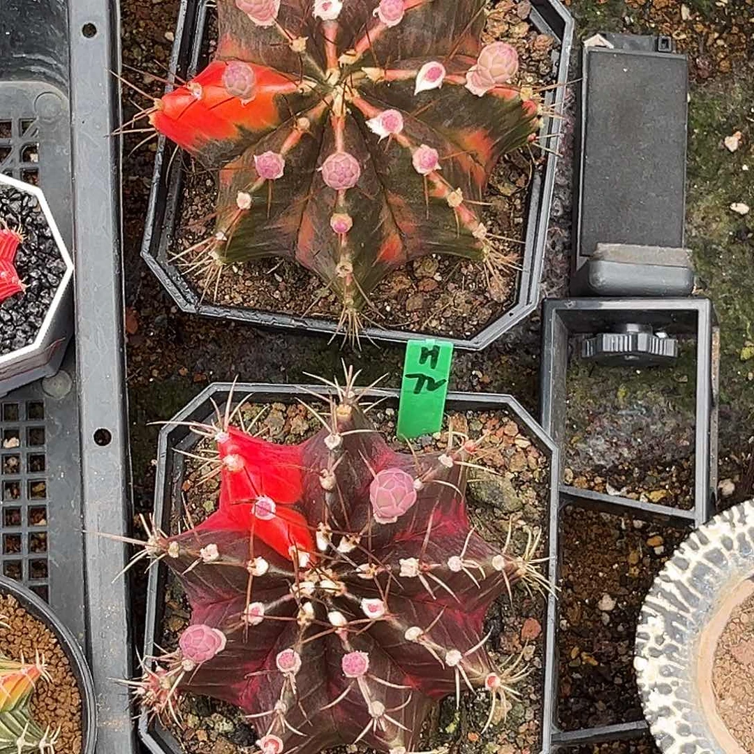 衣*尘泰系实生米哈锦2个H72