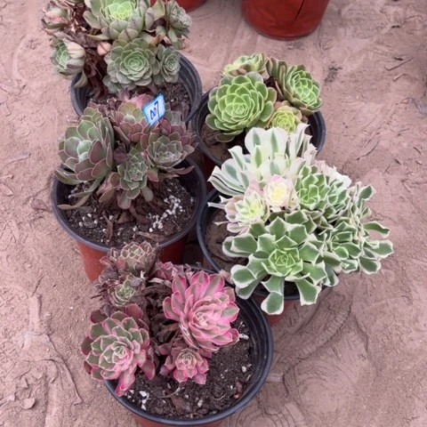 007多肉植物组合，