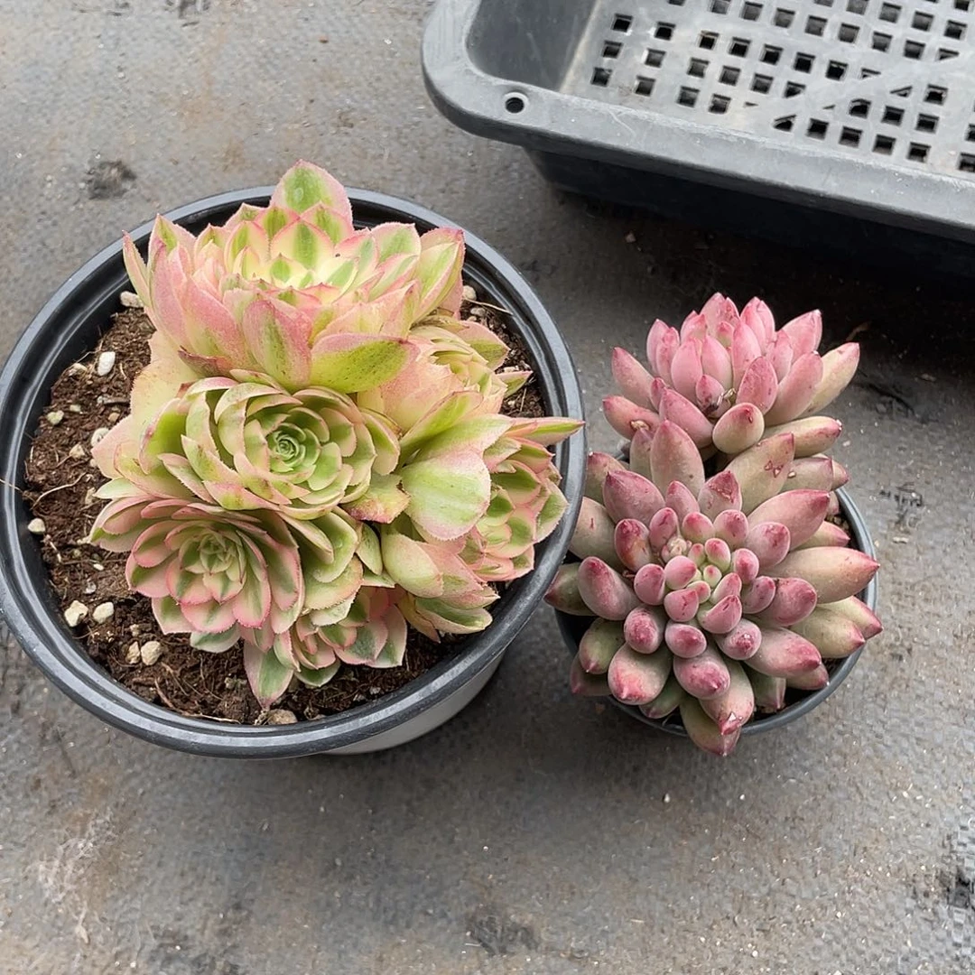 健**安倾城加车厘子带盆发货