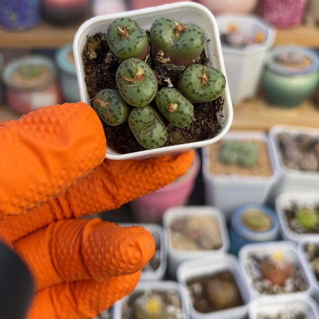 多肉植物一物一拍37