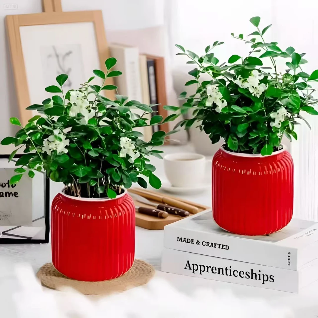 九里香盆栽室内四季开花净化空气驱蚊防虫美观绿植