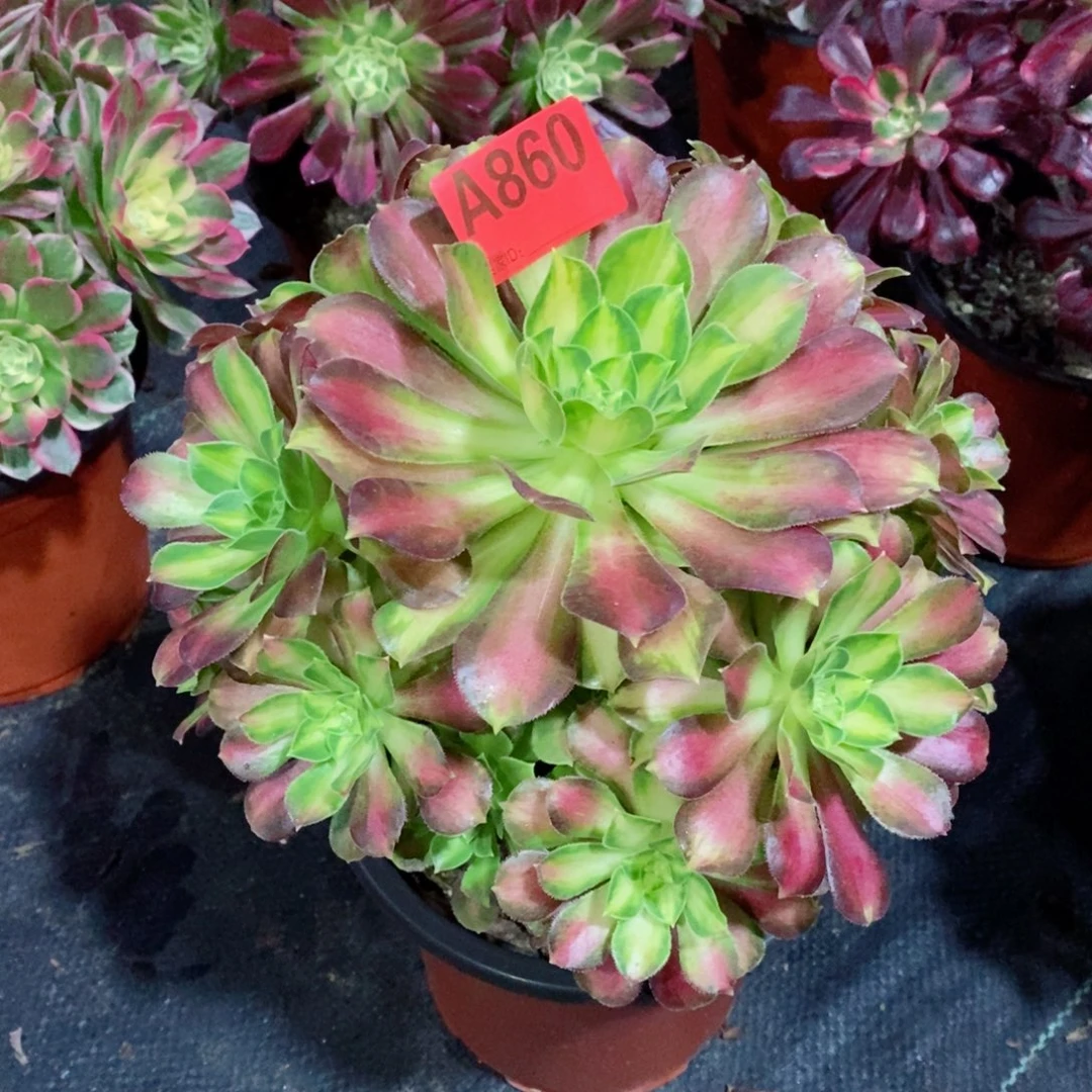 韶华860多肉111111