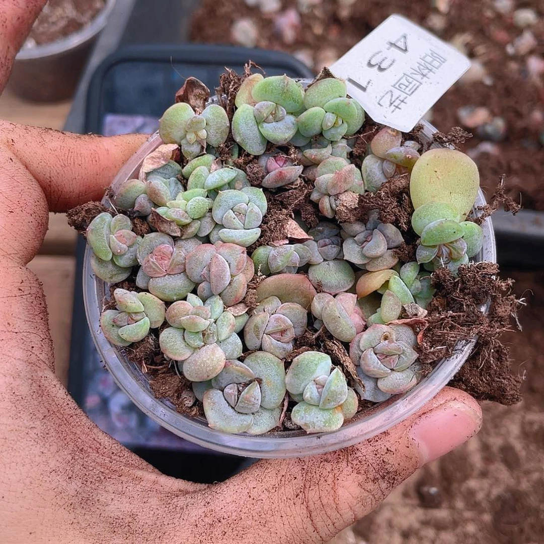 多肉植物多肉植物431