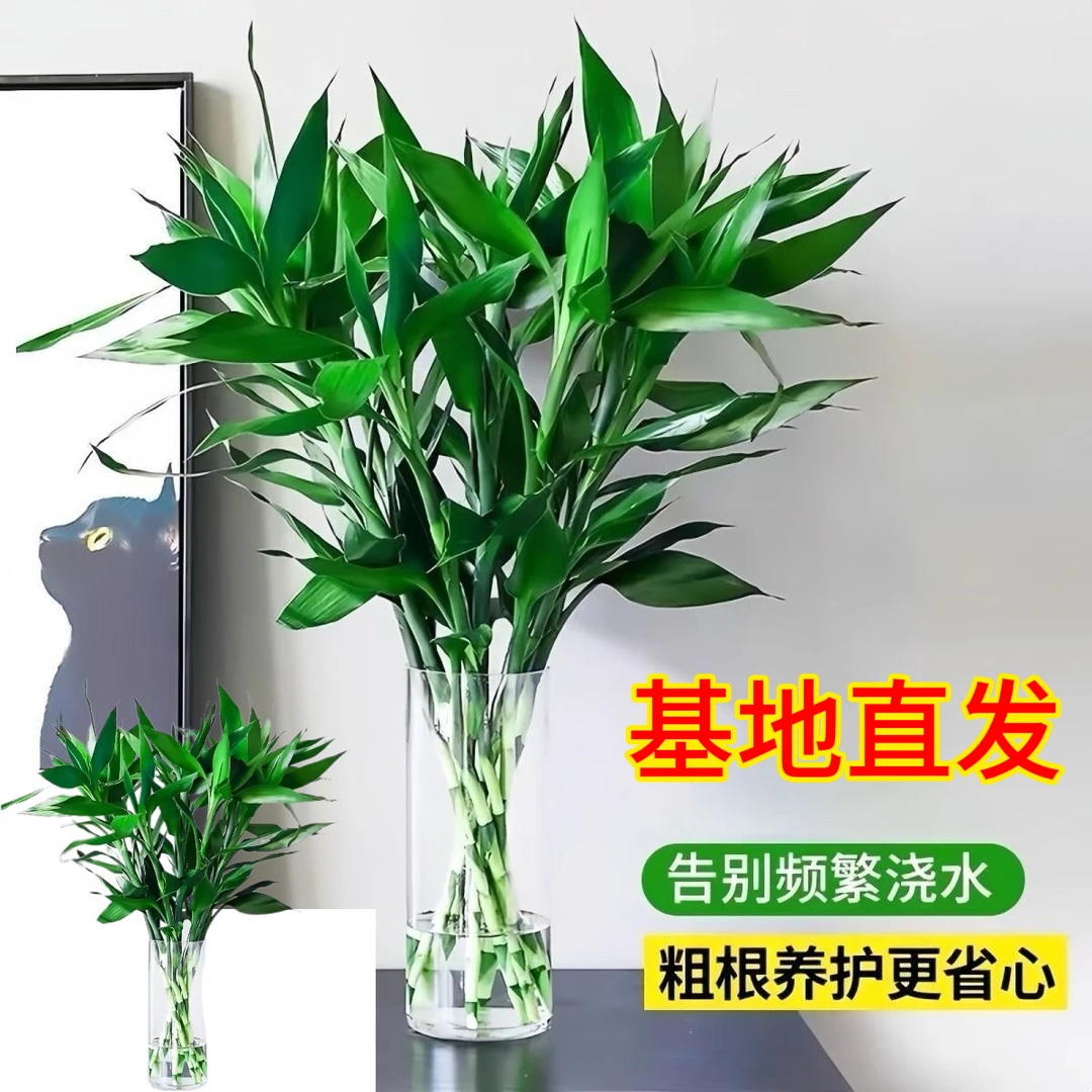 【大叶】【60CM-70CM】水培精品富贵竹招财水培植物水养绿植花卉