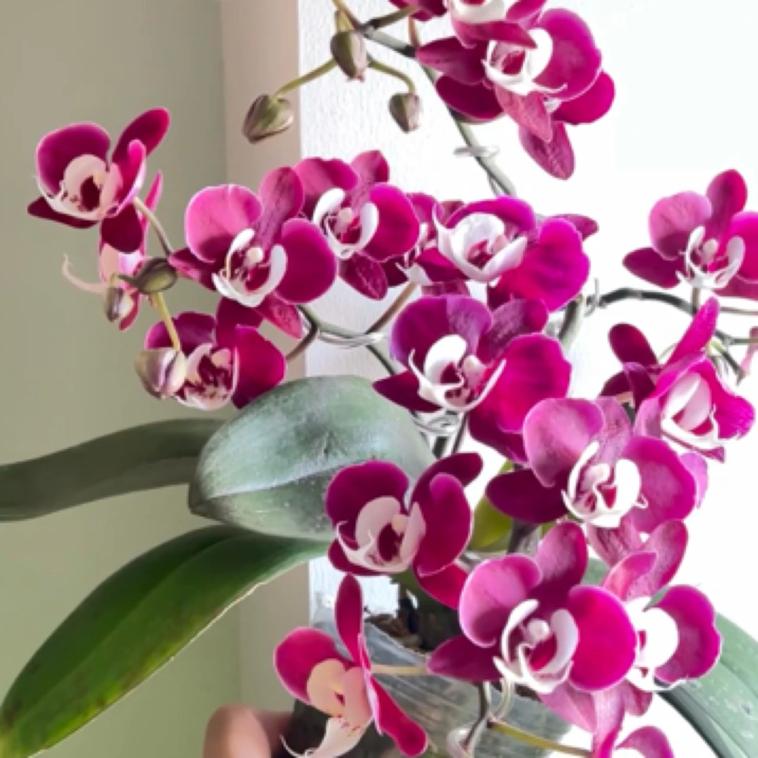 蝴蝶兰【团圆】2.8寸杯不带花剑