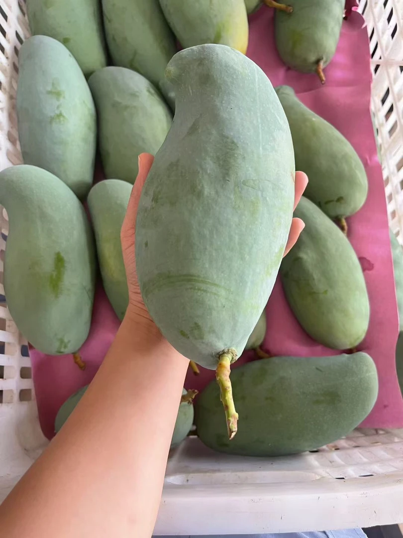 广西百色芒果，桂七