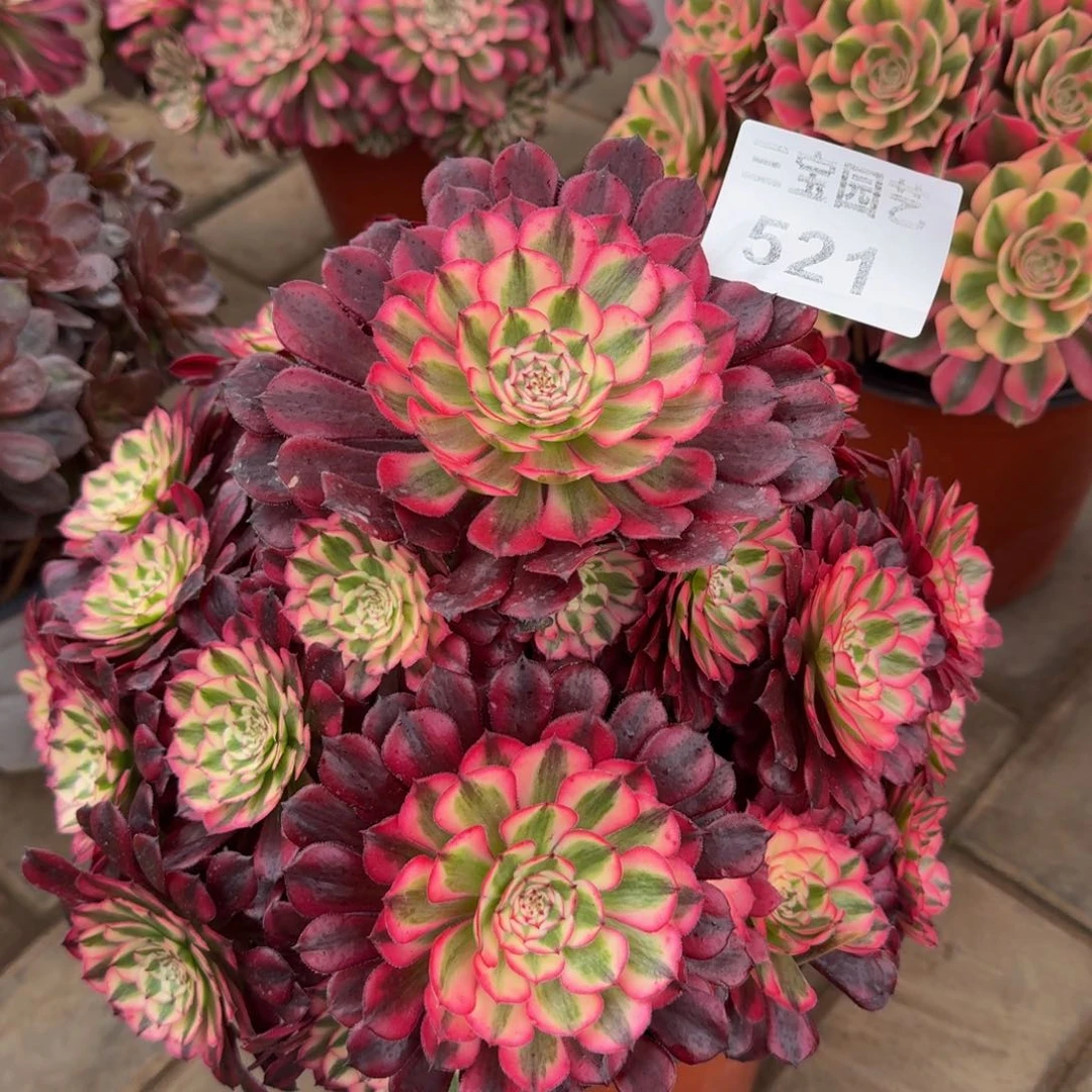 老*多肉植物521红桐柏