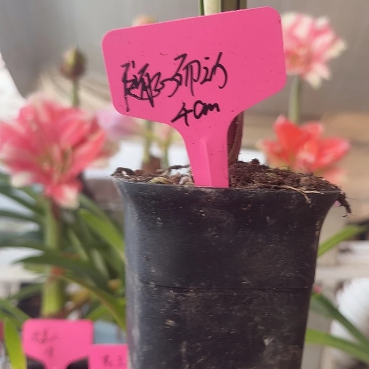 无花朵随心而动朱顶红直径4cm