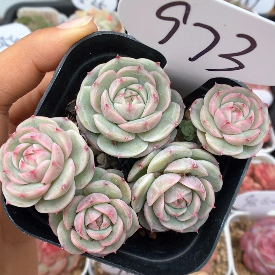 白芷珍妮群生可拍973号。