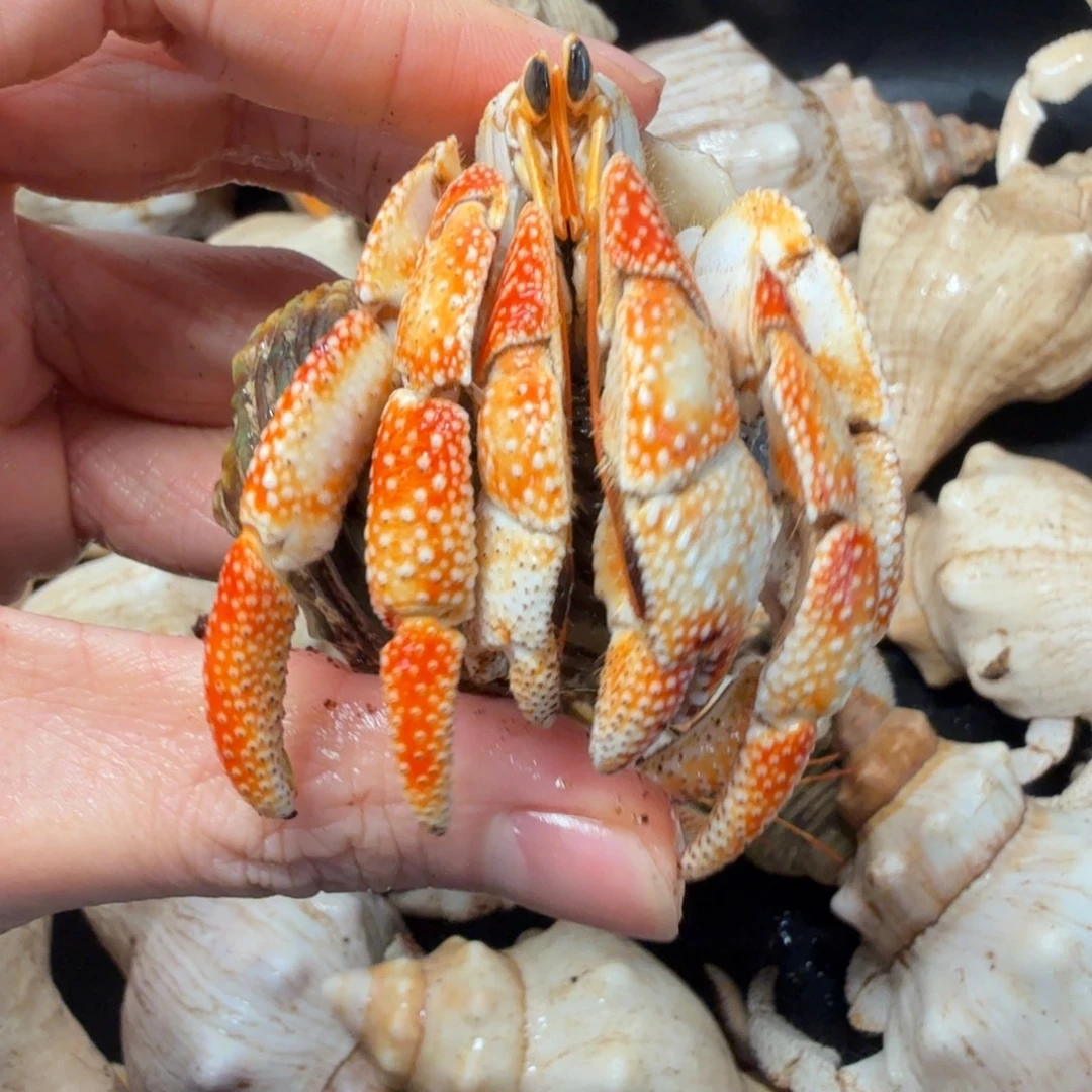 3口橙色毛里求斯草莓