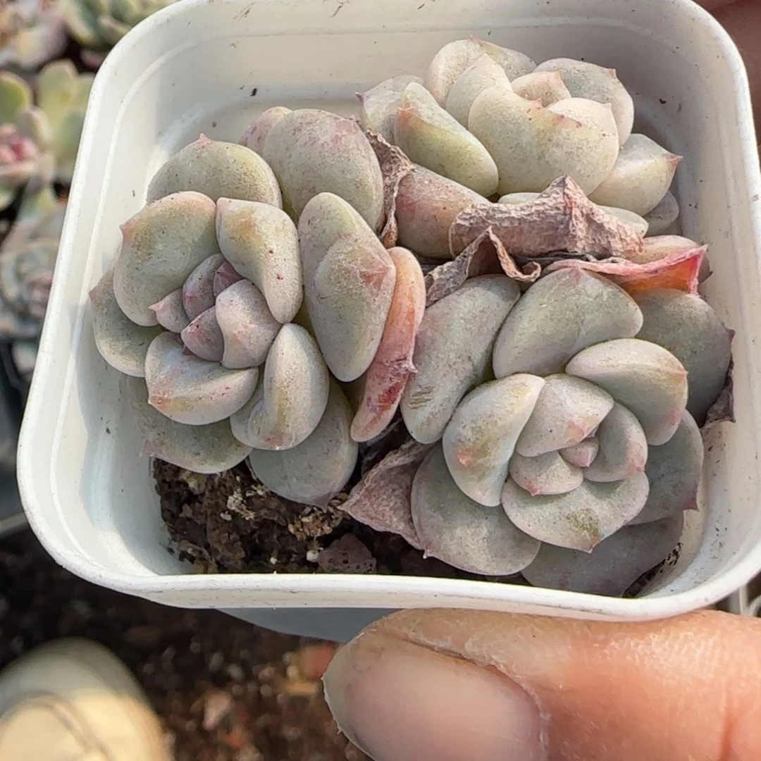 小卡拉米糖心一物一拍