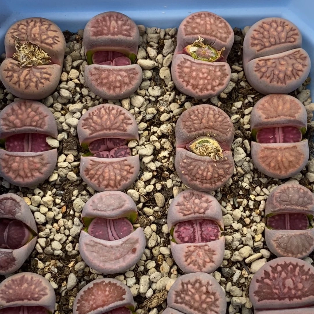 0604直播间一物一拍