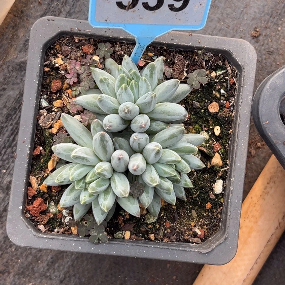 左***手多肉植物伊卡鲁斯539