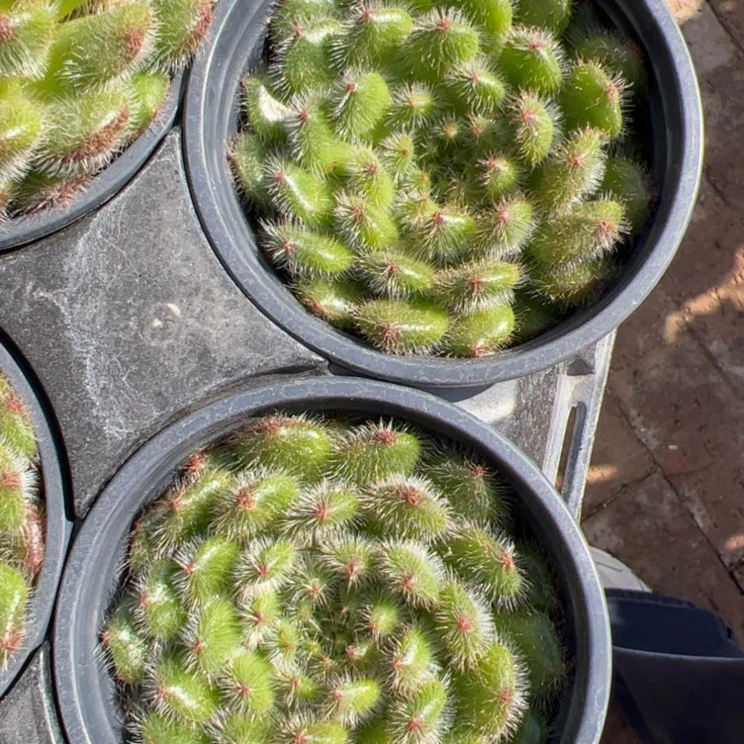 新疆包邮 黄金果