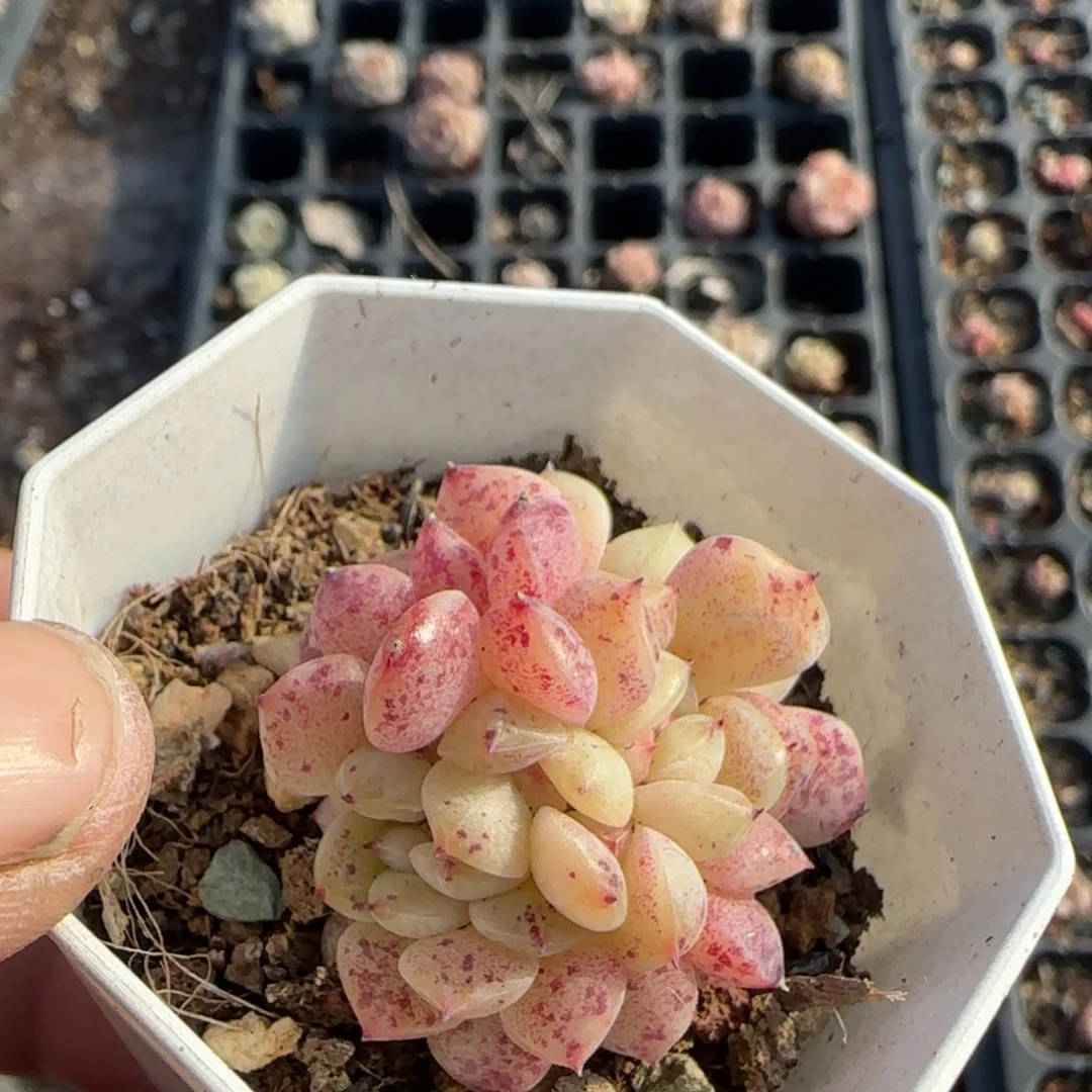 糯***鱼多肉小卡拉米糖心一物一拍