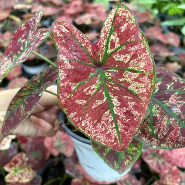 精品朱砂彩叶芋到手一盆绿植绿植盆栽室内