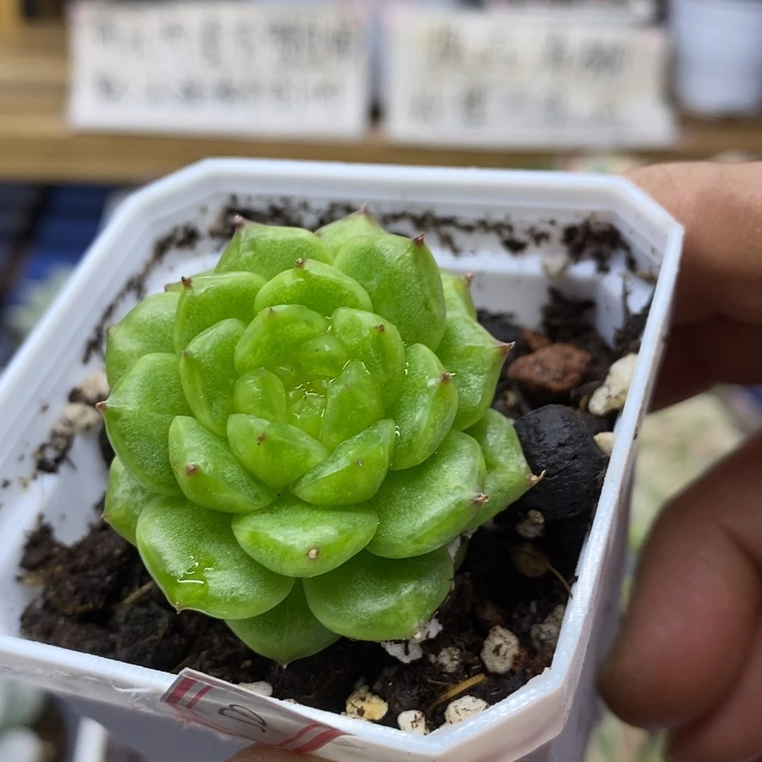 3850 灯泡珍妮多肉