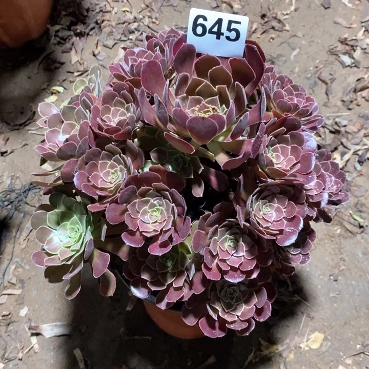 法师植物一物一拍645