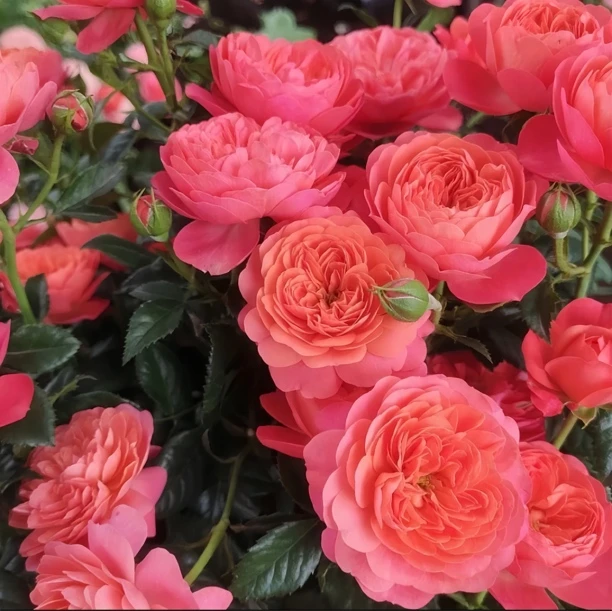 【彩虹阳台】粉橙色渐变月季花期长多季节开花阳台庭院盆栽
