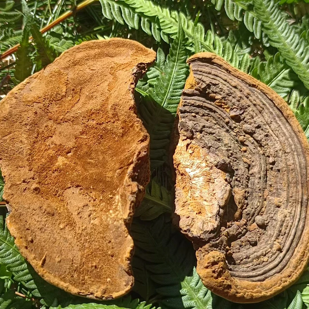 1【桑-黄】净含量250g-1000g【丹丹现收】枸