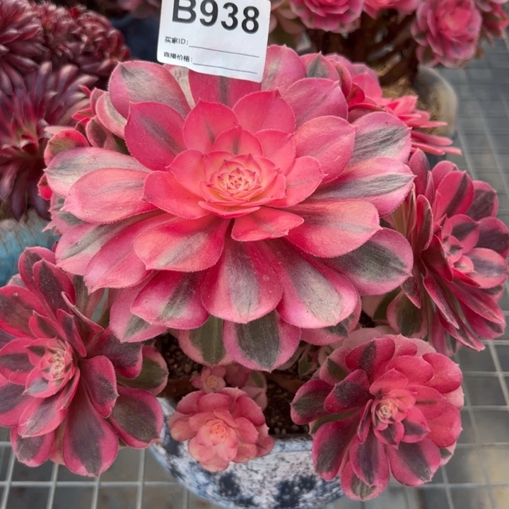 938倾城小精品18厘米左右