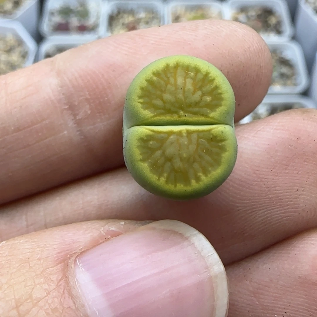 938 清框福利30包邮