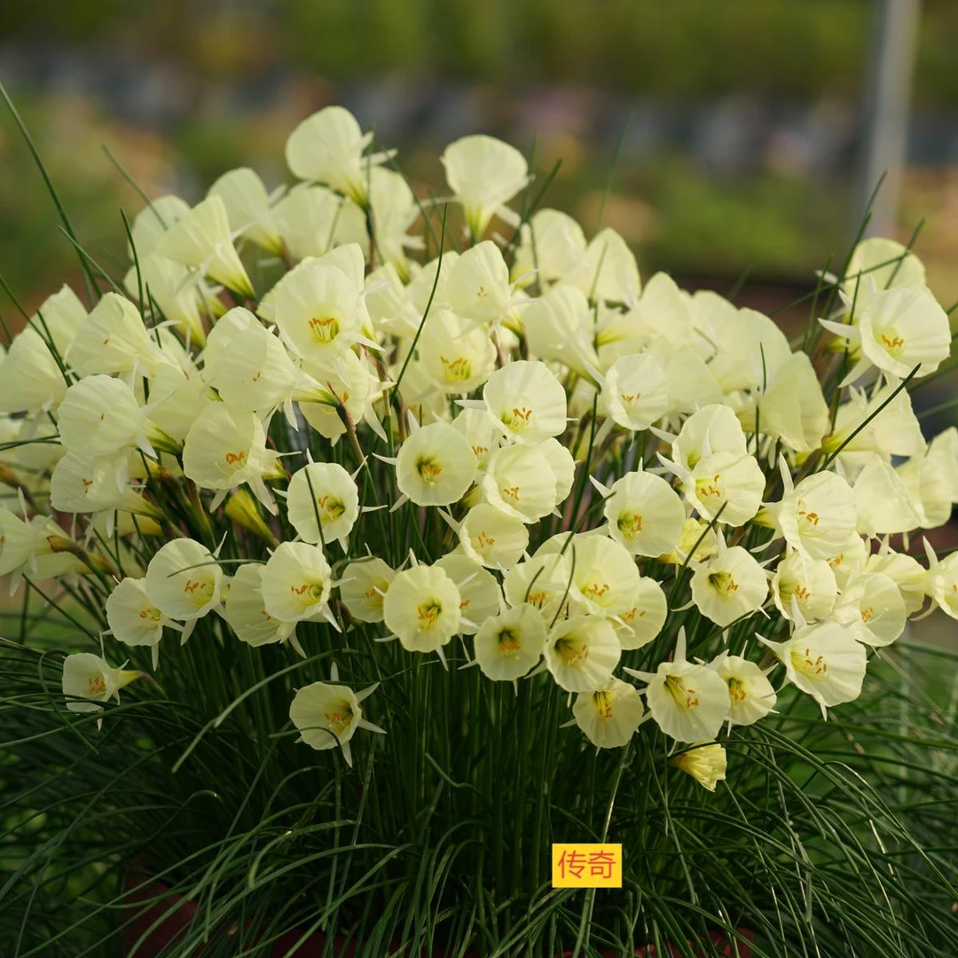 【千行园艺】围裙水仙种球|早春开花小精灵 复花无忧 新手友好