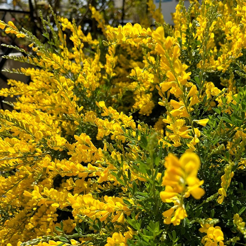 1加仑金雀花盆栽带花苞