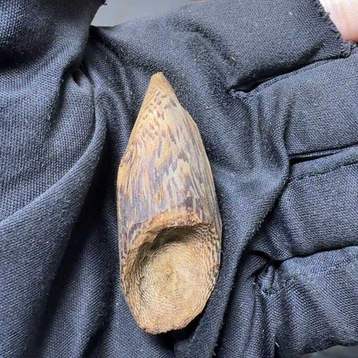 木陆河树钉发一份