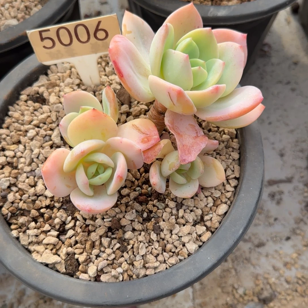 六***妮5006。       柚子茶多肉