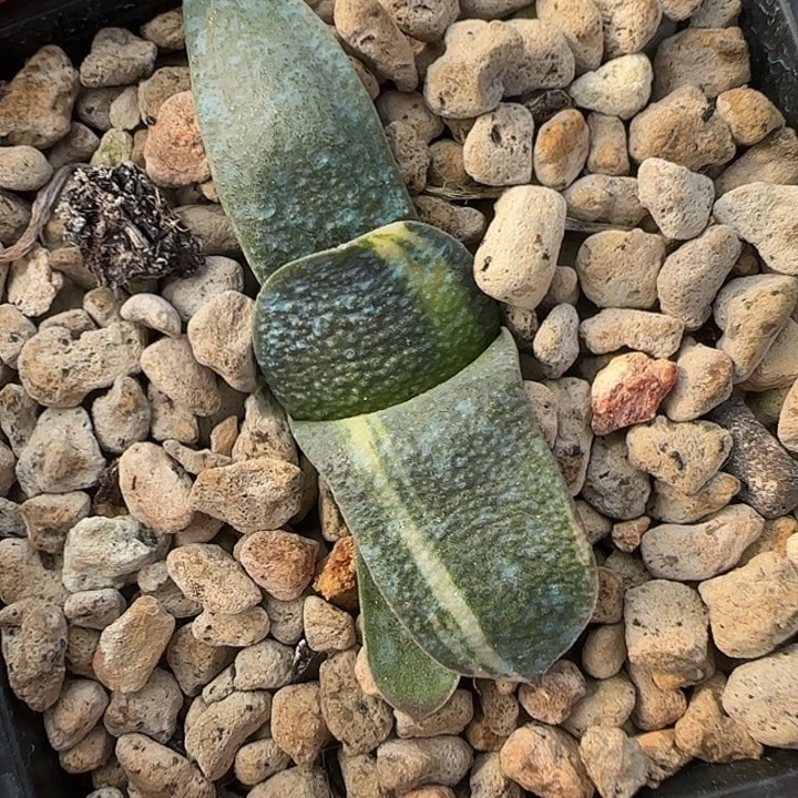 特价无标签卧牛锦卧牛
