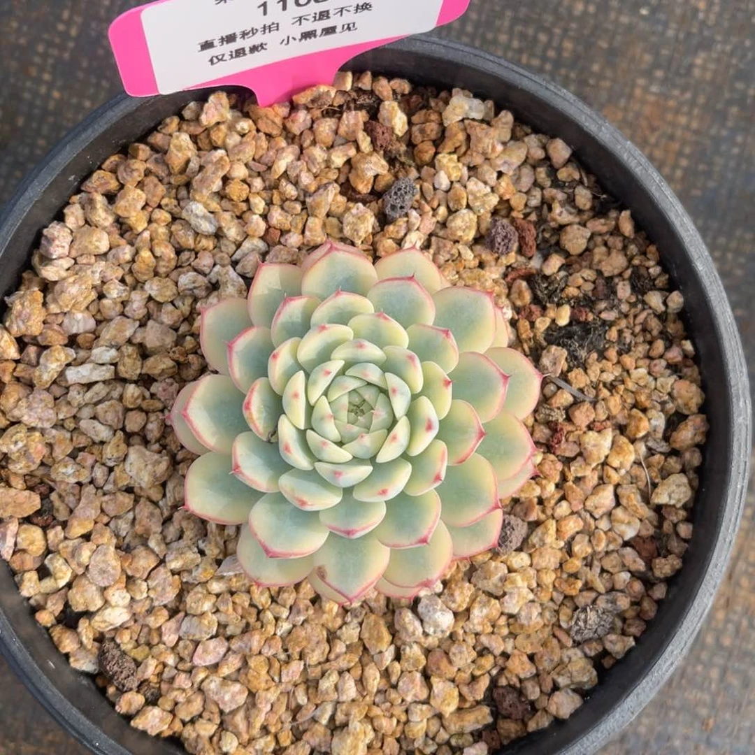 k*1108姬莲锦单头冠幅6