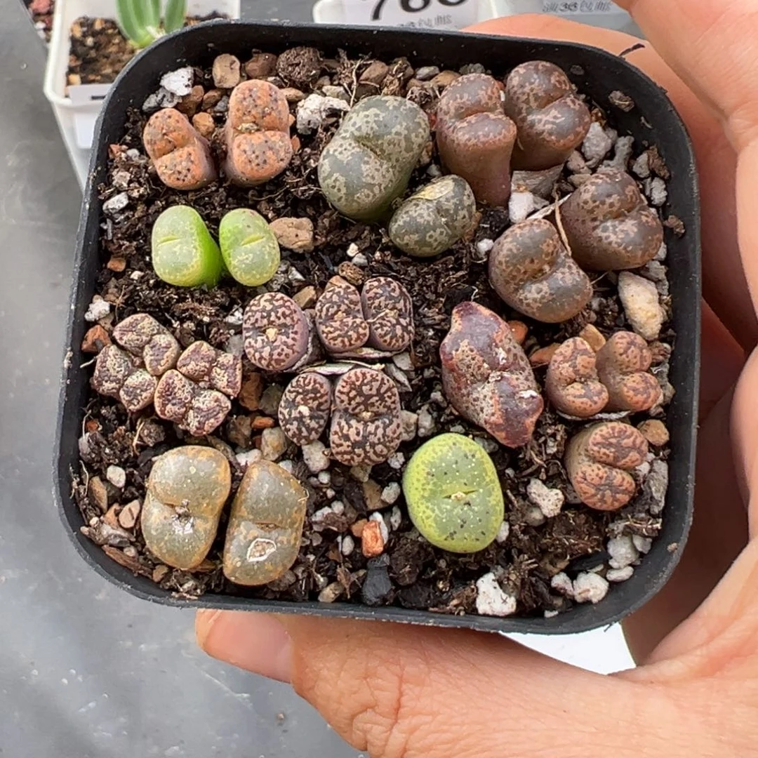 11.8好看的多肉脱土发货779