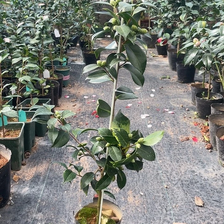 大部分花苞少量开放，彩叶友之蒲