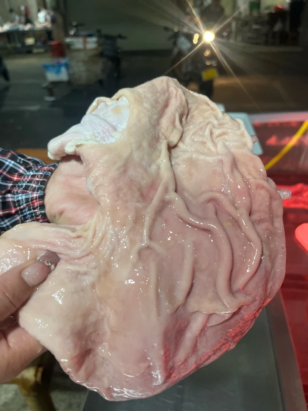 新鲜猪肚可做猪肚鸡煲汤食材京东发货6.5斤（5个）