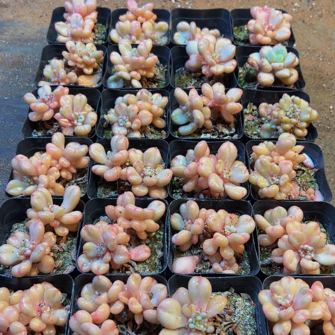 136大热的小伙伴们