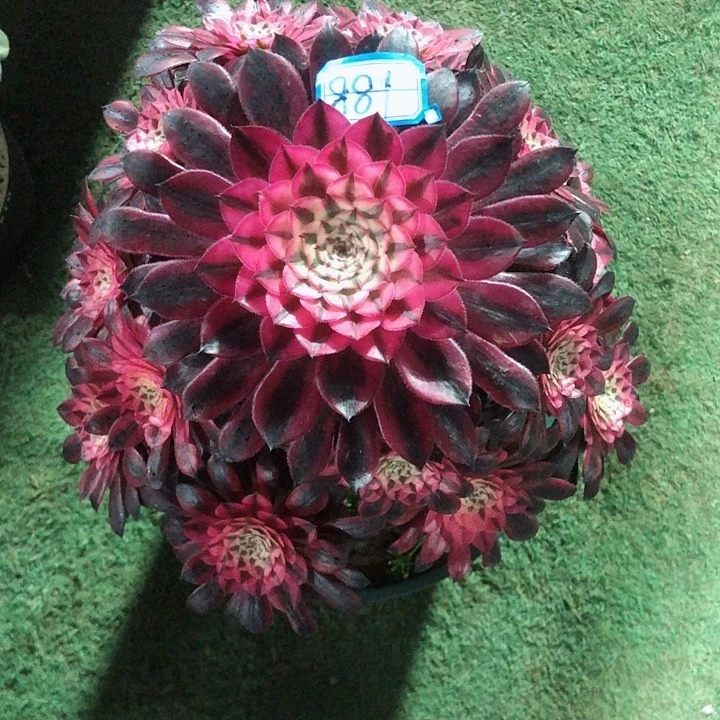 881黑桐白多肉法师