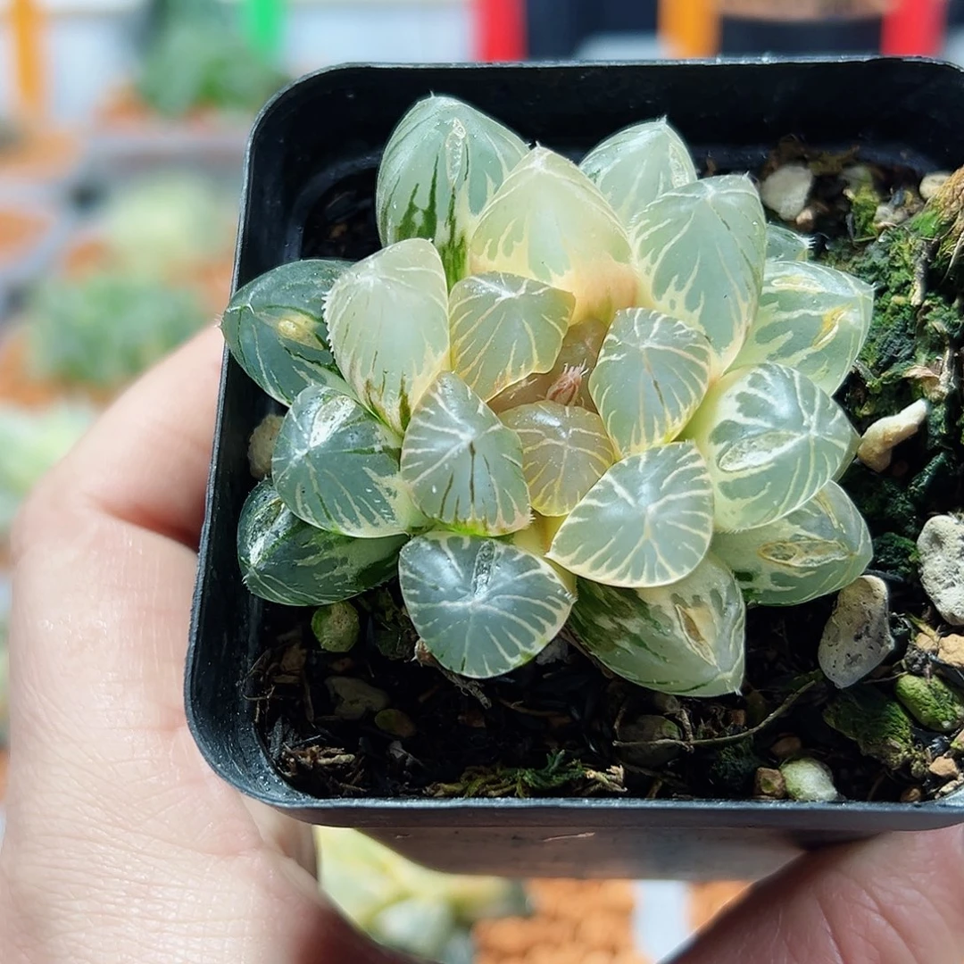 十二卷多肉龙爪玉露