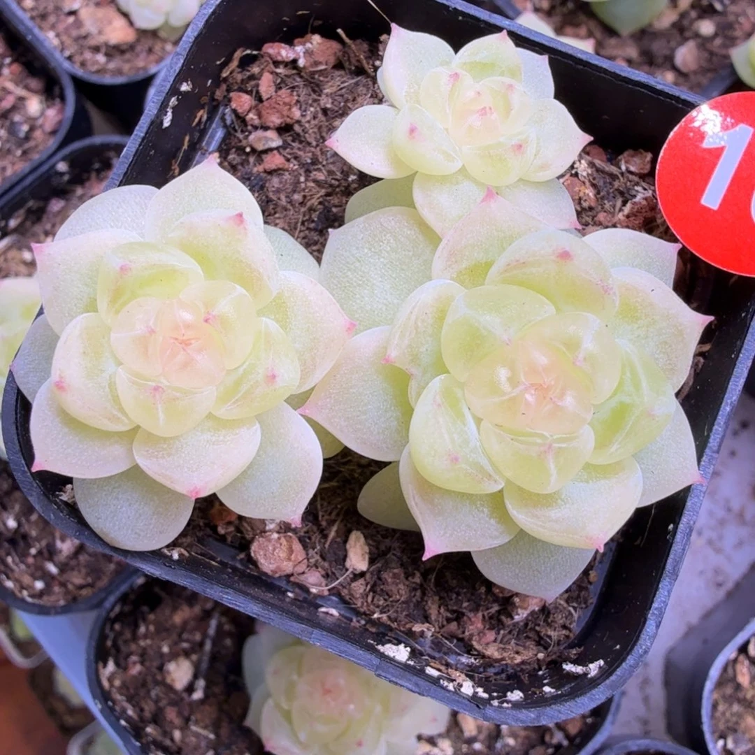 16号财富8888一物一拍