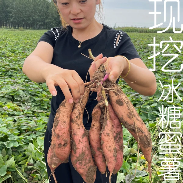 山东直发哈密冰糖心白薯新鲜现挖粉糯甘甜瓤白如玉3斤5斤10斤一箱