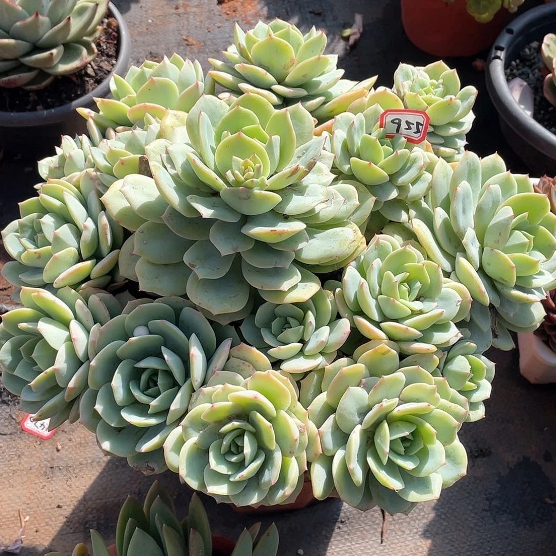 955恋曲一物一拍多肉