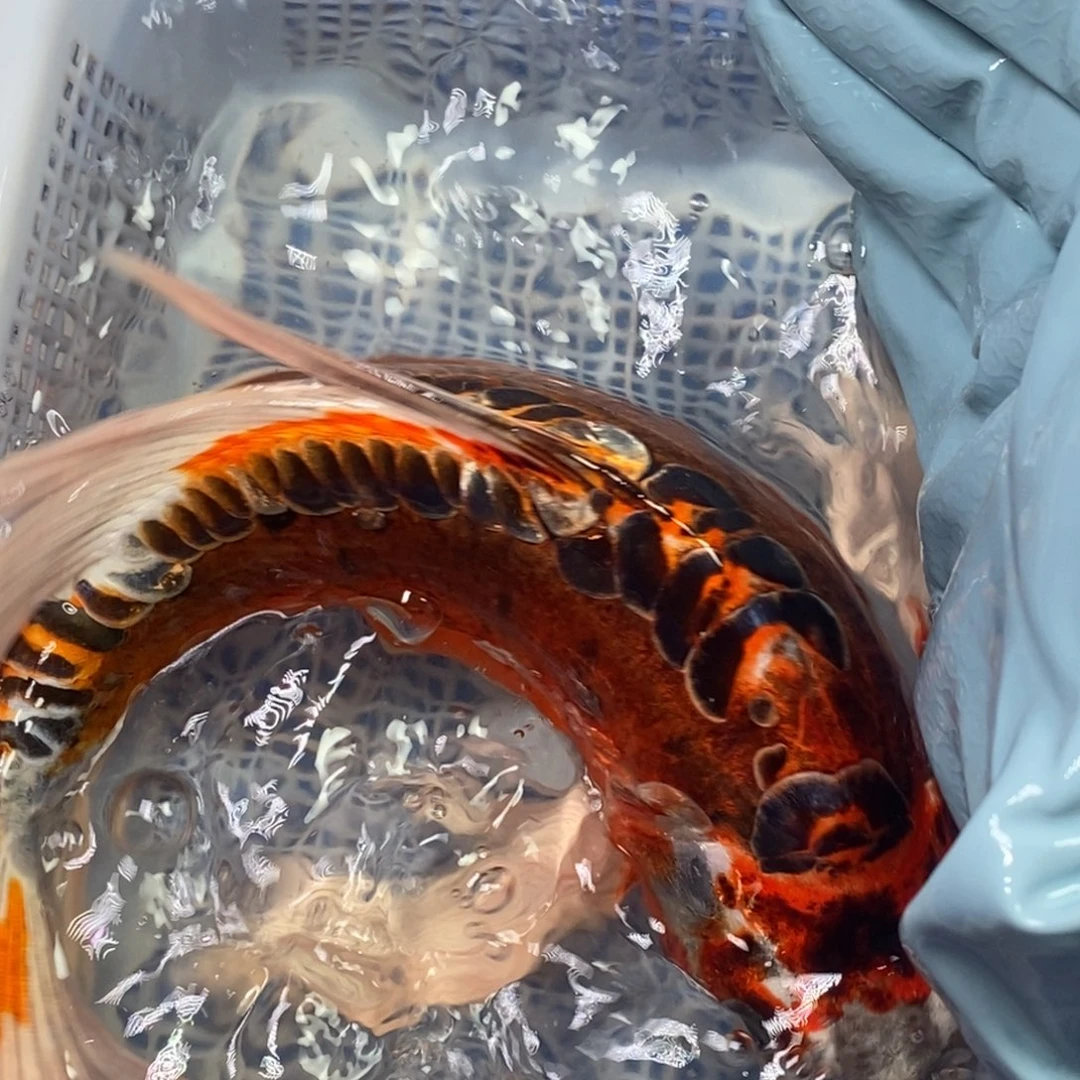 锦鲤冷水锦鲤包邮