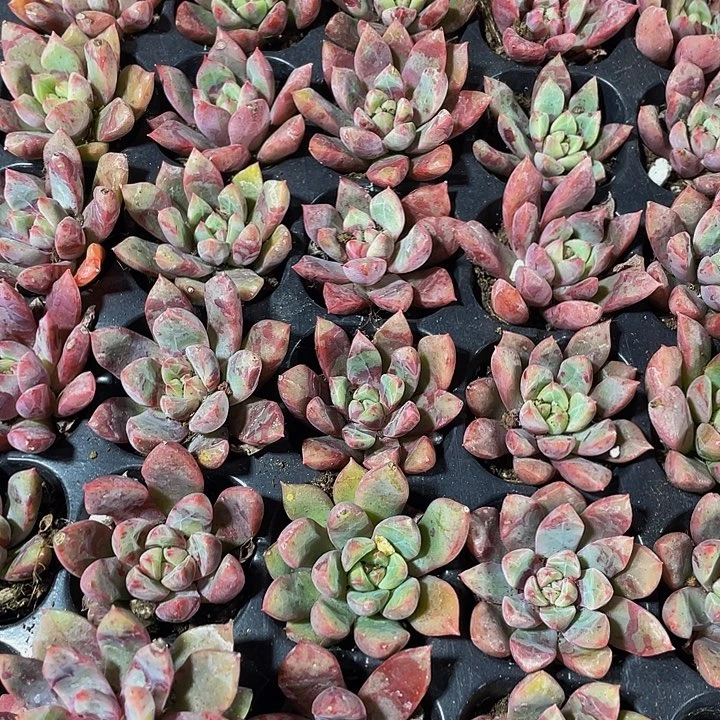 3颗一组小雪燕3颗