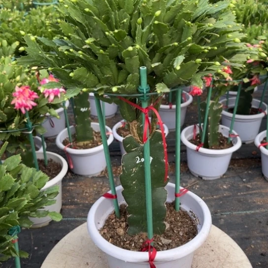 白盆2099蟹爪兰尾号3388