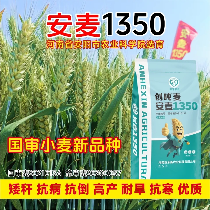 安麦1350国审高产稳产小麦种抗倒伏抗倒春寒产量种植品种耐旱优质