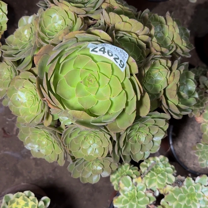 24629南抹茶多肉植物