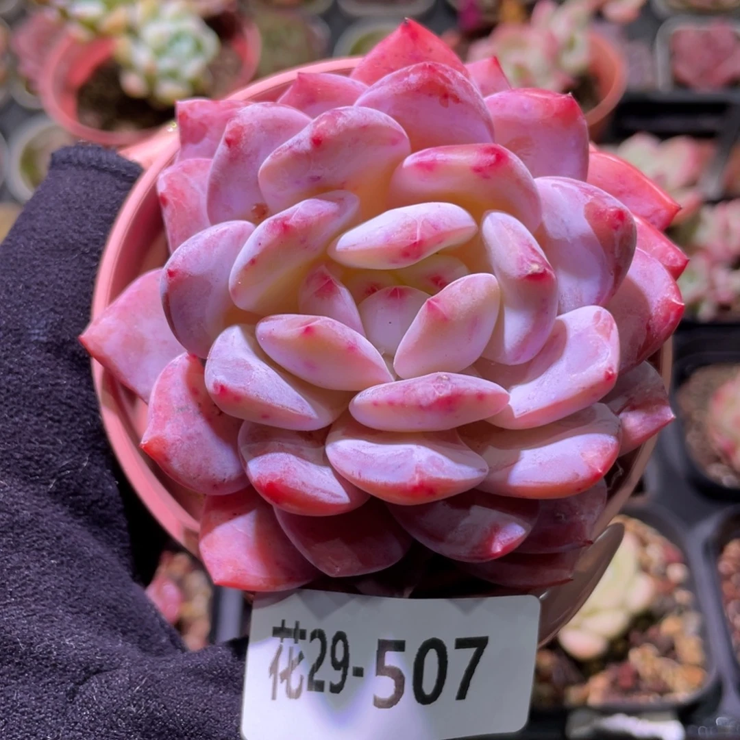 花利美29-507橙梦露